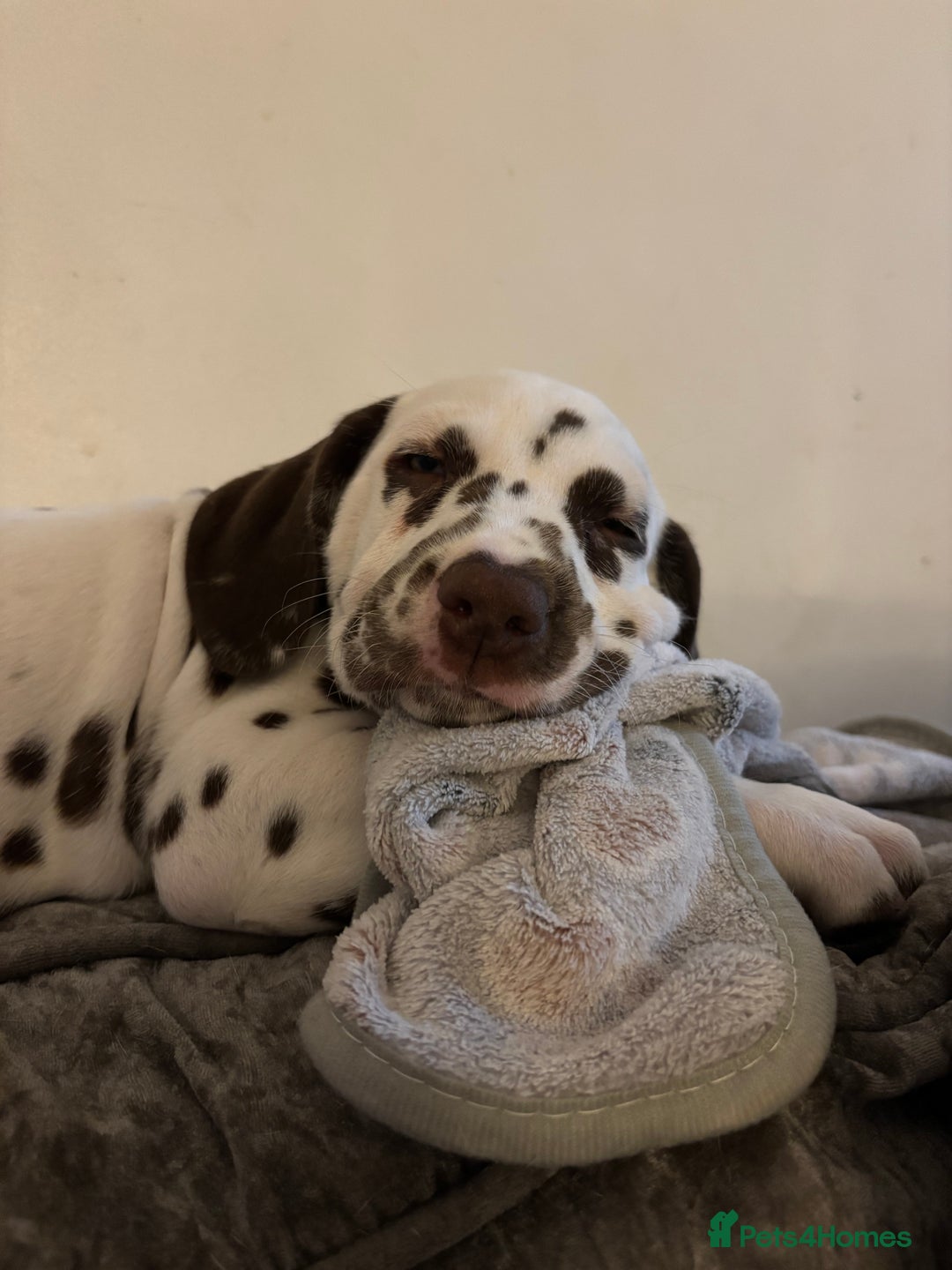 Dalmatian dogs for sale: Stunning mixed litter of Dalmatians  - Advert 29