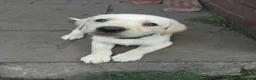 Labrador Retriever dogs for sale: 4 gorgeous Labrador boys - Advert 3