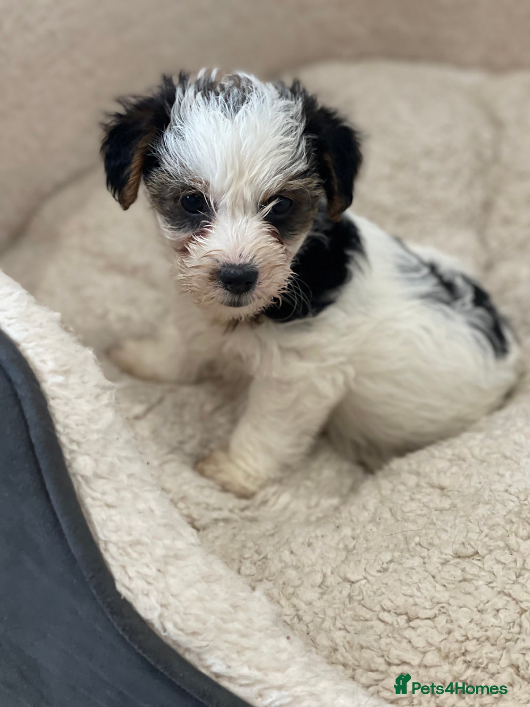 Yorkshire Terrier dogs for sale: Yorkshire terrier mini pups  - Image 9