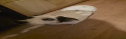 Jack Russell dogs for adoption: 💔 HEARTBREAKING STORY 💔 Jack Russell & cat  - Advert 2