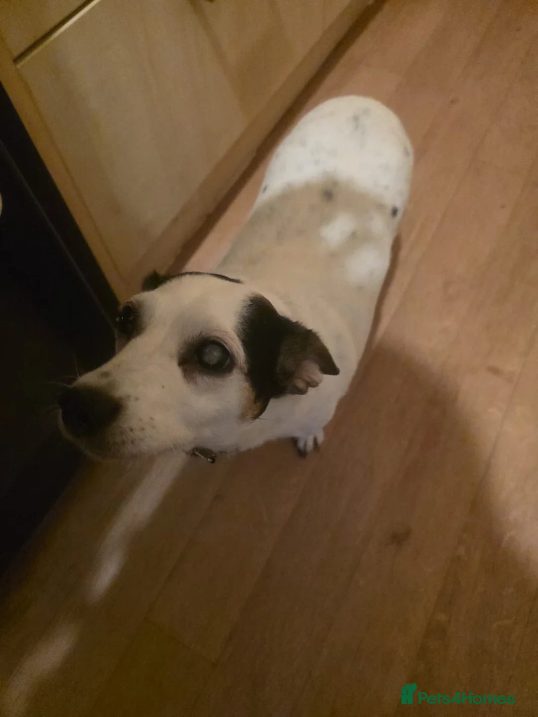 Jack Russell dogs for adoption: 💔 HEARTBREAKING STORY 💔 Jack Russell & cat  - Advert 2