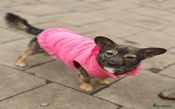 Mixed Breed dogs for adoption: 💖🐶 KELLY 🐶💖 - Image 7