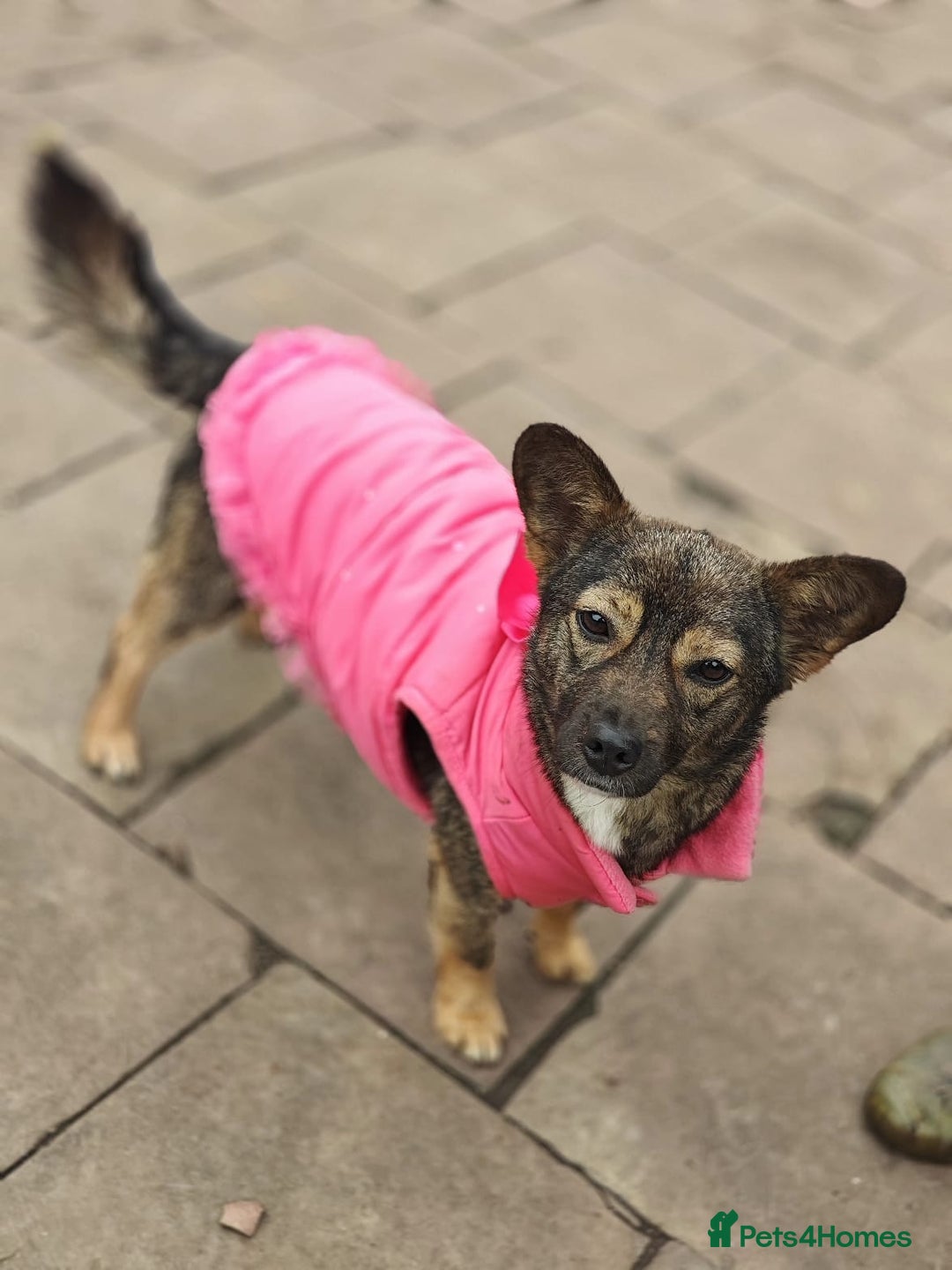 Mixed Breed dogs for adoption: 💖🐶 KELLY 🐶💖 - Image 7