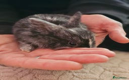 Harlequin rabbits for sale: 7 beautiful Harlequin bunnies looking for a new 🏡 - Image 32