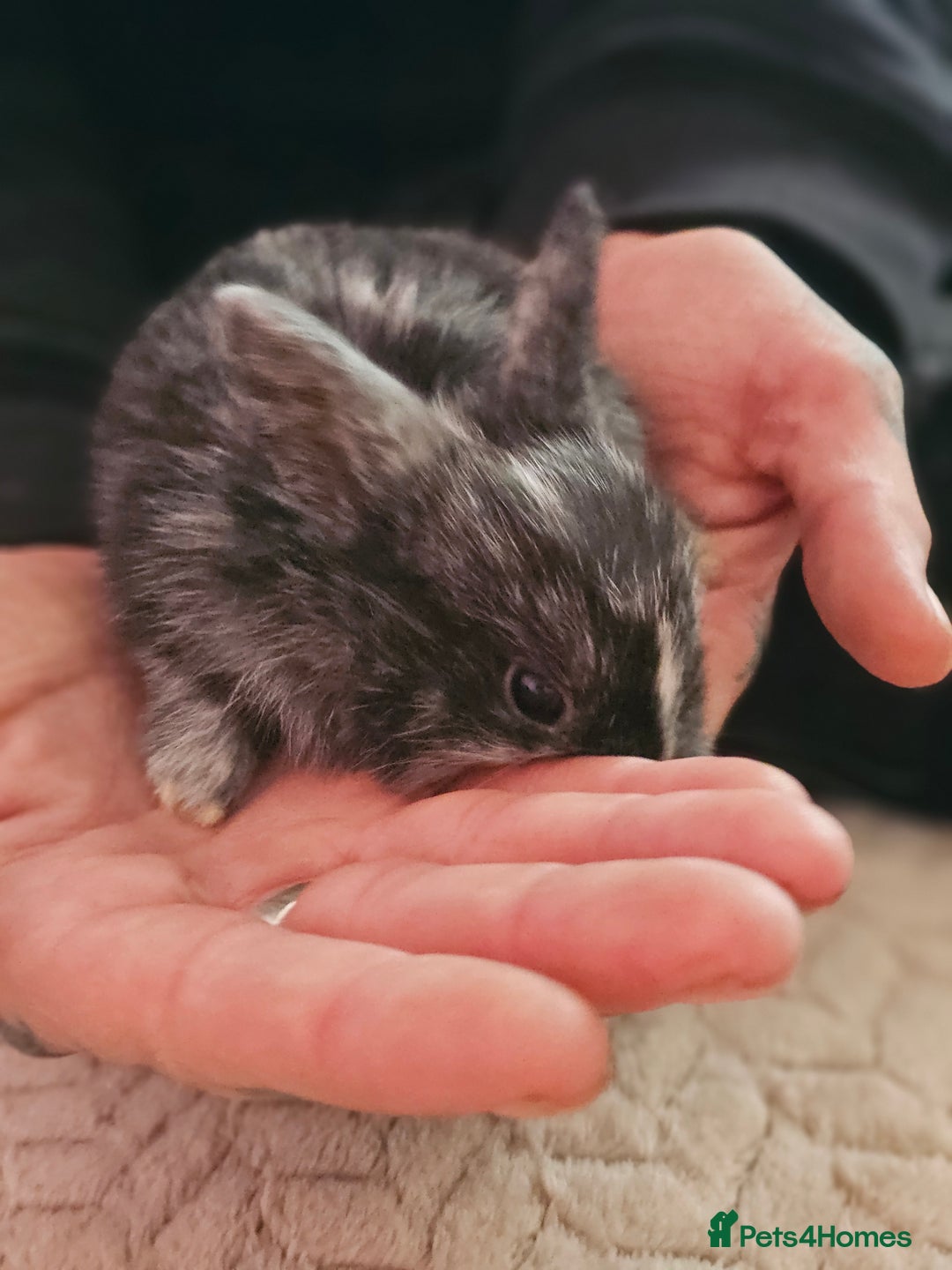 Harlequin rabbits for sale: 7 beautiful Harlequin bunnies looking for a new 🏡 - Image 32