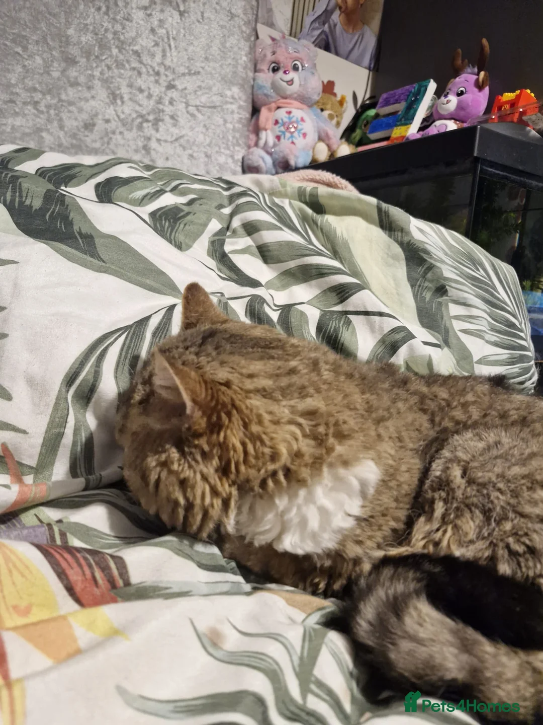 Selkirk Rex cats for sale: Stunning dual registered selkirk rex curly. - Advert 5