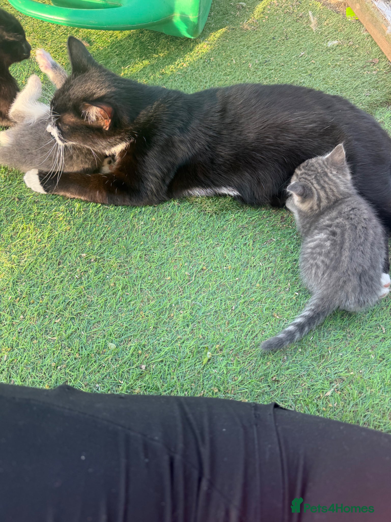 Mixed Breed cats Gorgeous Grey / Blue Girls  - Advert 1