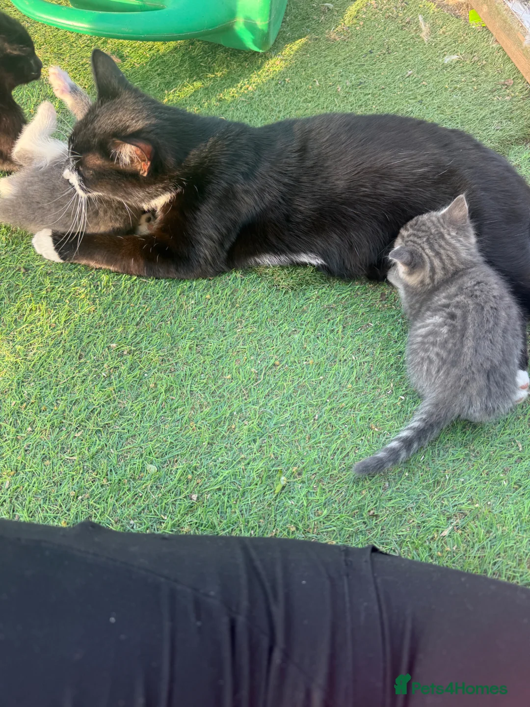 Mixed Breed cats for sale: Gorgeous Grey / Blue Girls  - Advert 2