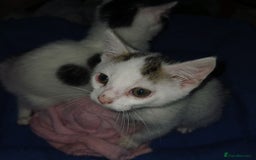 Mixed Breed cats for sale: 2 black and white kittens  - Image 2