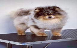 Pomsky dogs for sale: Lilac sired F2 masked Pomsky blue eyes  - Image 26