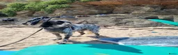 English Setter dogs for adoption: MARCO - Advert 4