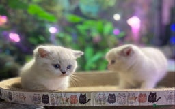 Scottish Fold cats for sale: TICA Full Pedigree kitten available  - Image 25