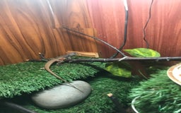 Lizard reptiles for sale: Butterfly Agama - Image 2