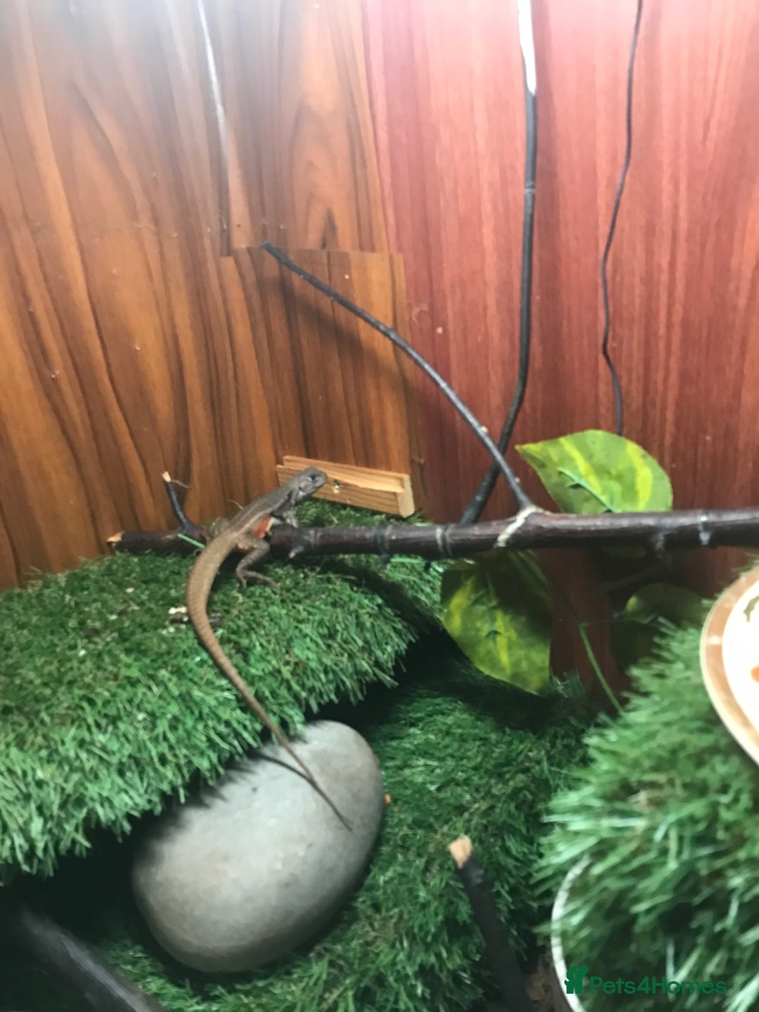 Lizard reptiles for sale: Butterfly Agama - Image 2