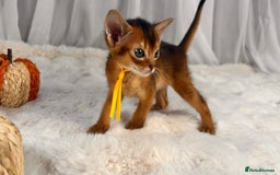 Abyssinian cats for sale: TICA champion line Abyssinian kittens  - Image 7