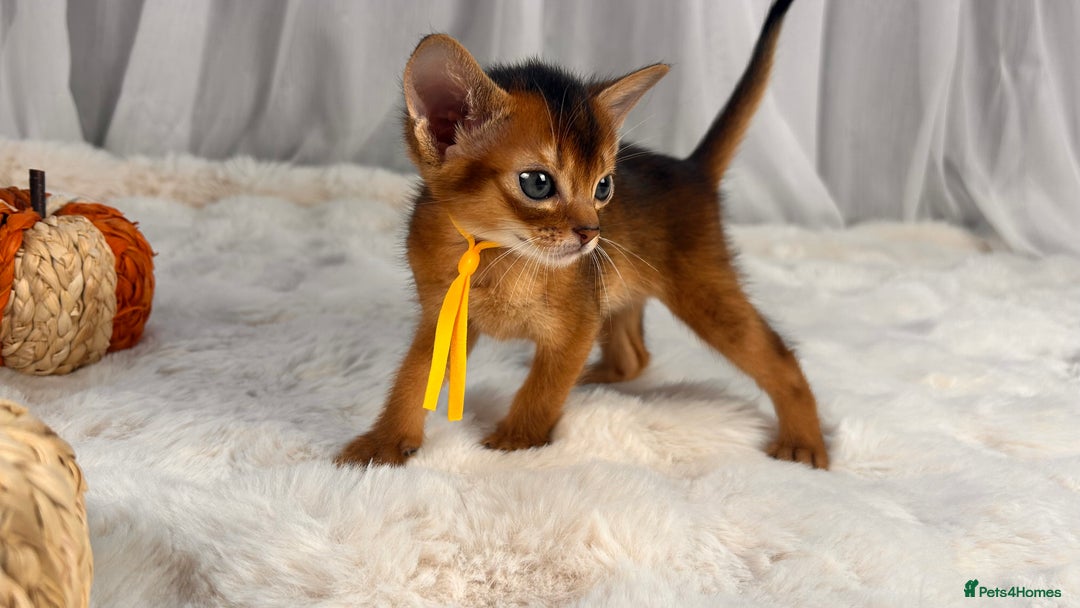 Abyssinian cats for sale: TICA champion line Abyssinian kittens  - Image 7