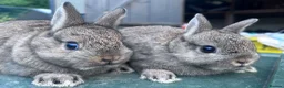 Netherland Dwarf rabbits for sale: 7 week old Netherland Dwarf bunnies - Advert 2