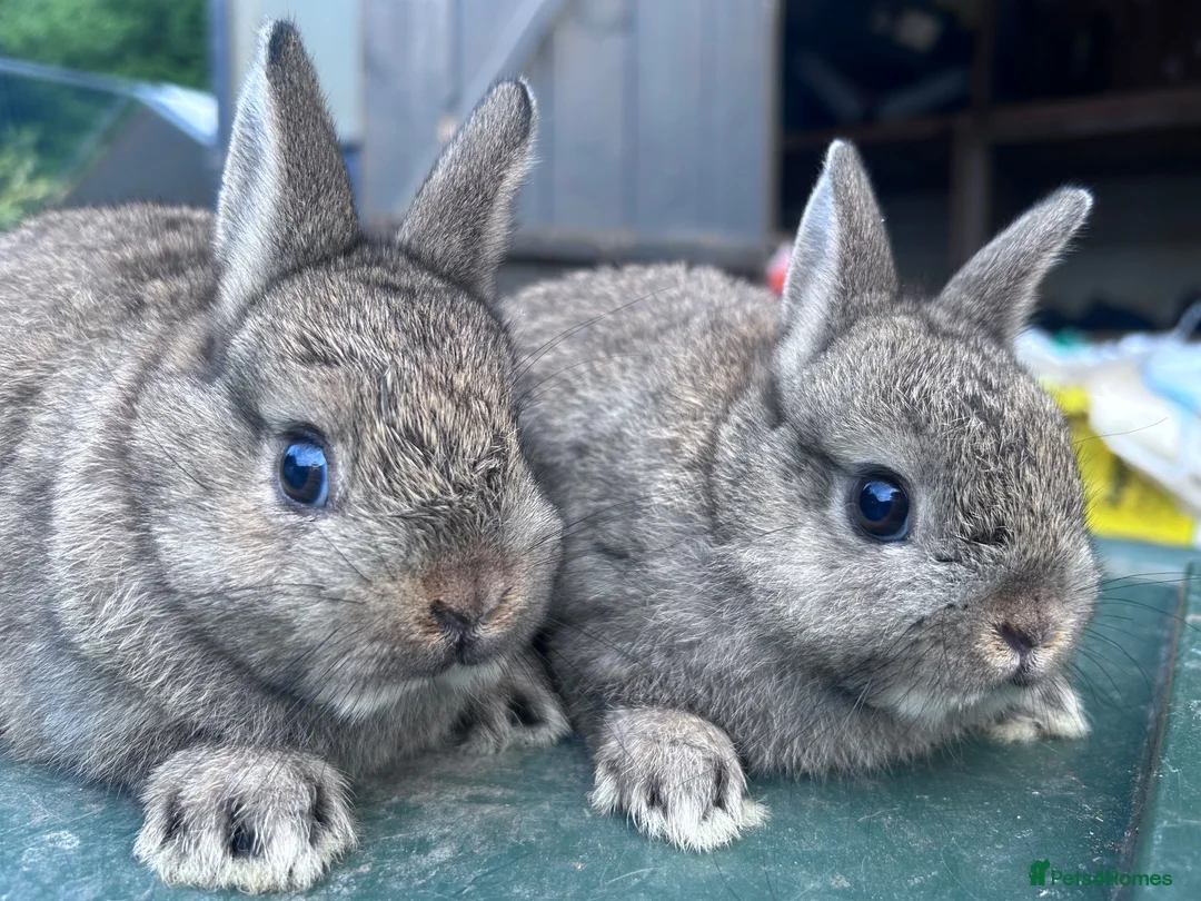 Netherland Dwarf rabbits for sale: 7 week old Netherland Dwarf bunnies - Advert 2