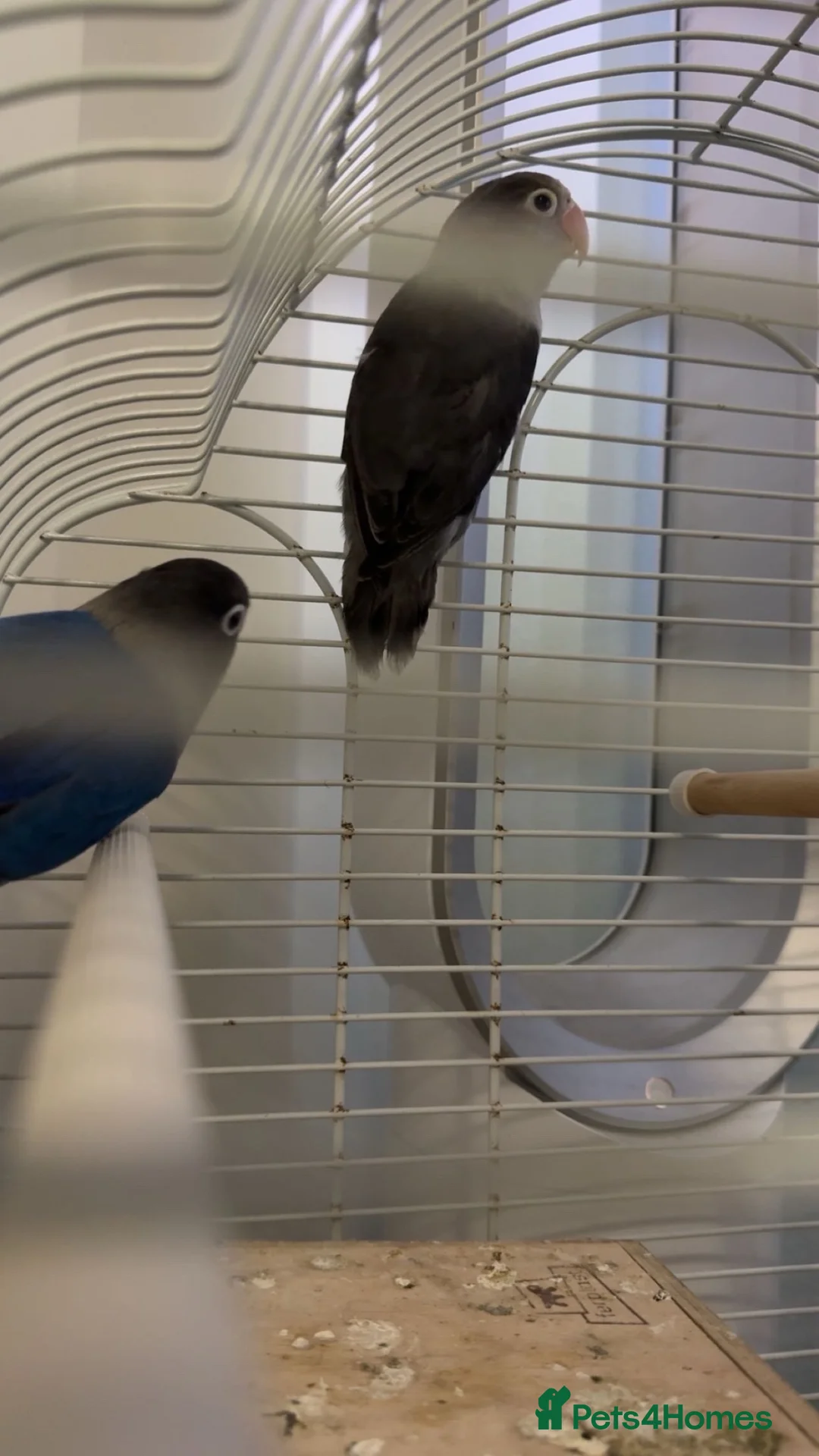 Lovebirds birds for sale: breeding pair of lovebirds  - Advert 2