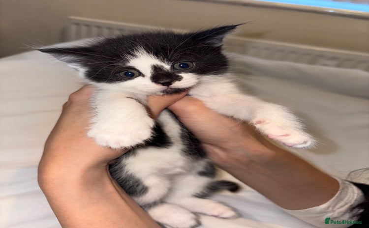 Domestic Shorthair cats - Advert 2