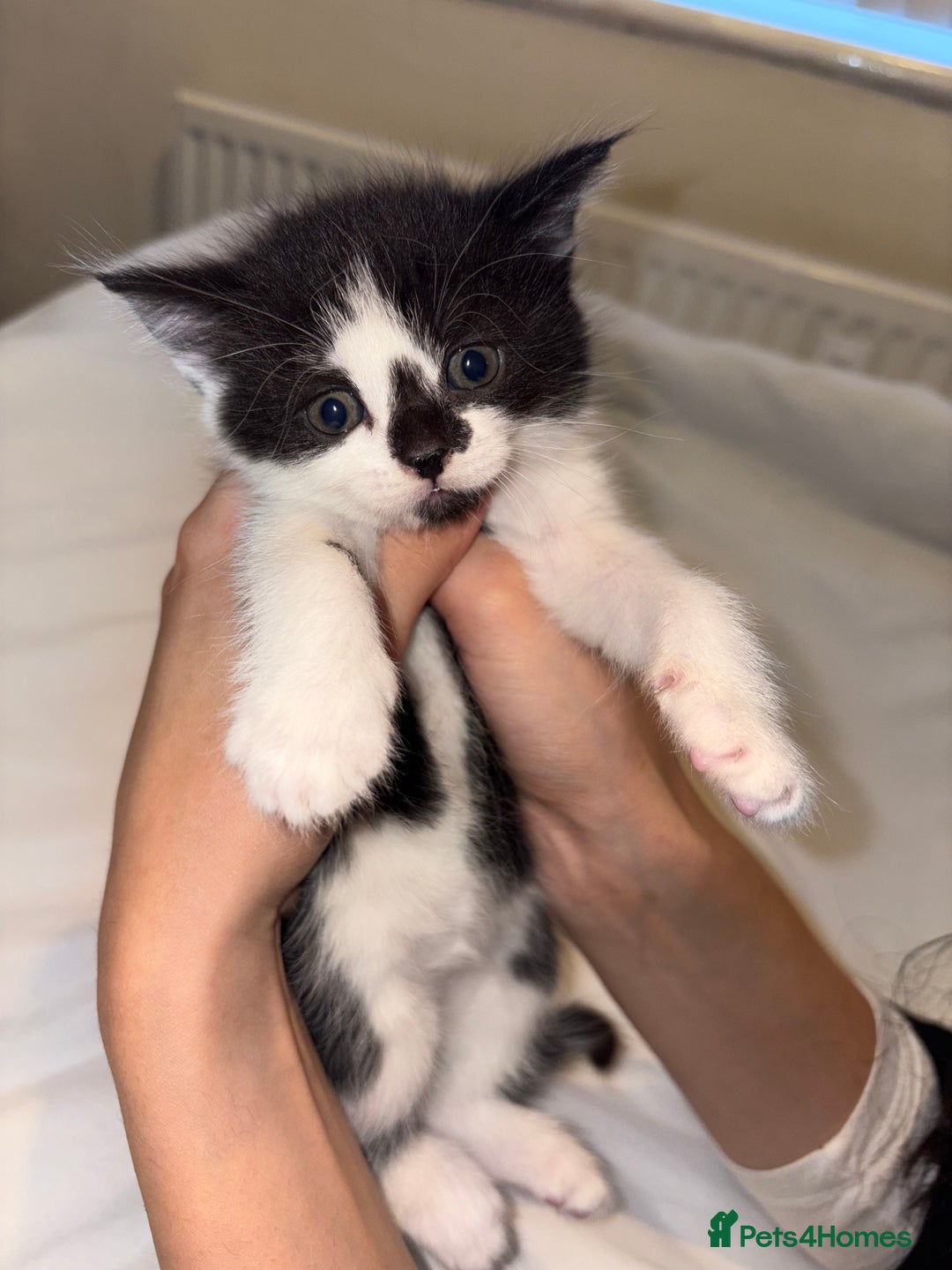 Domestic Shorthair cats for sale: Beautiful kittens for sale - Image 1