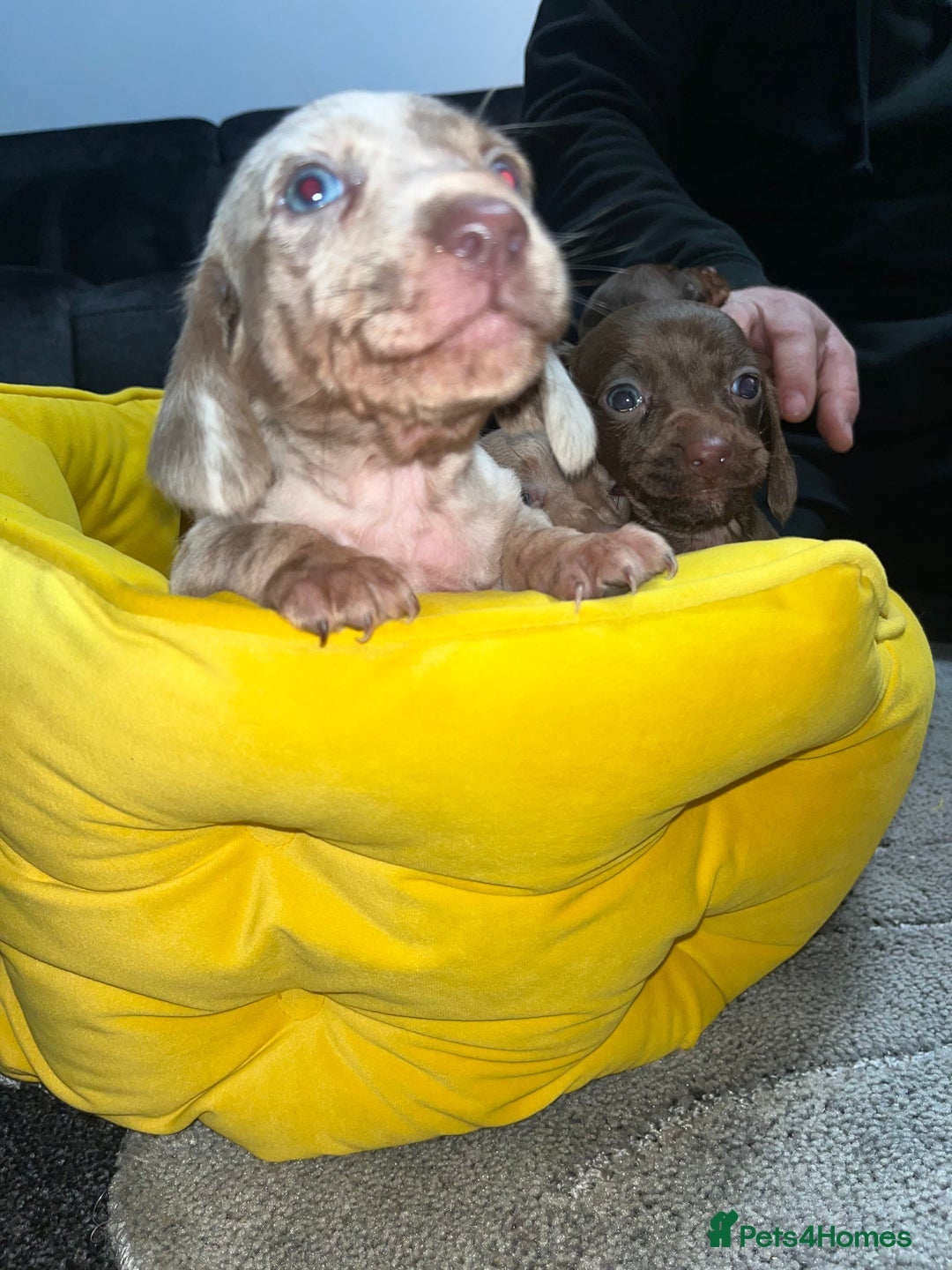 Dachshund dogs for sale: Dachund puppies for sale! - Advert 2