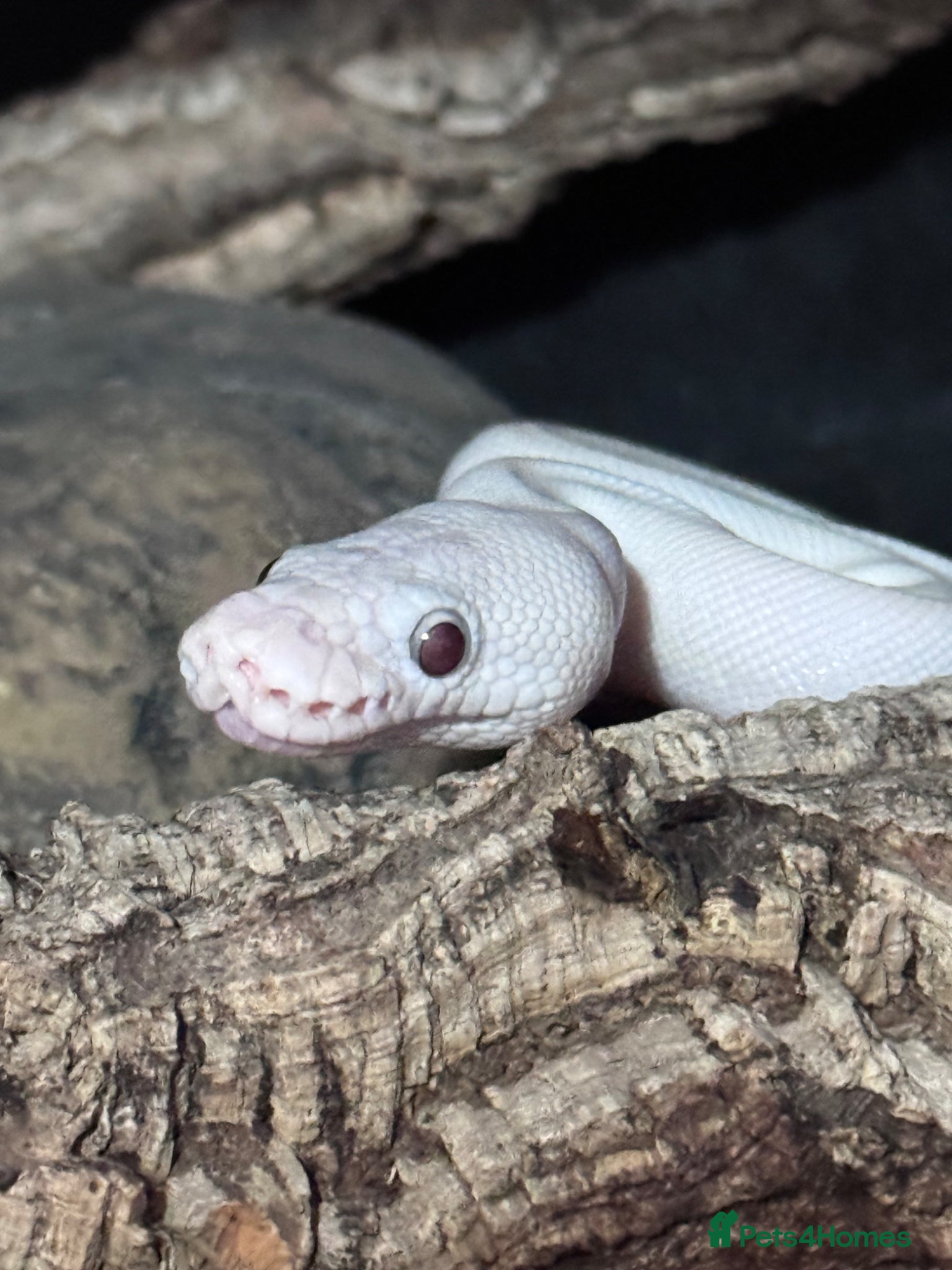 Python Snake reptiles Blue Eyed Leucistic (Super Mojave) Ball Python - Advert 17