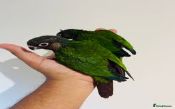Conures birds for sale: Hand reared Emma’s, roseifrons, pearly conure - Image 21
