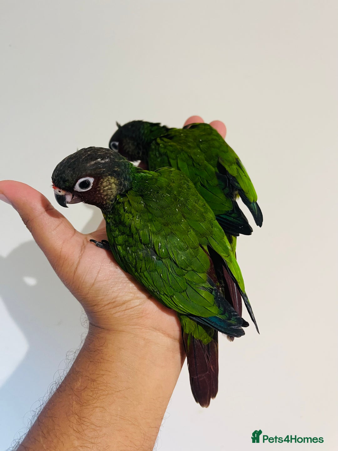 Conures birds for sale: Hand reared Emma’s, roseifrons, pearly conure - Image 21