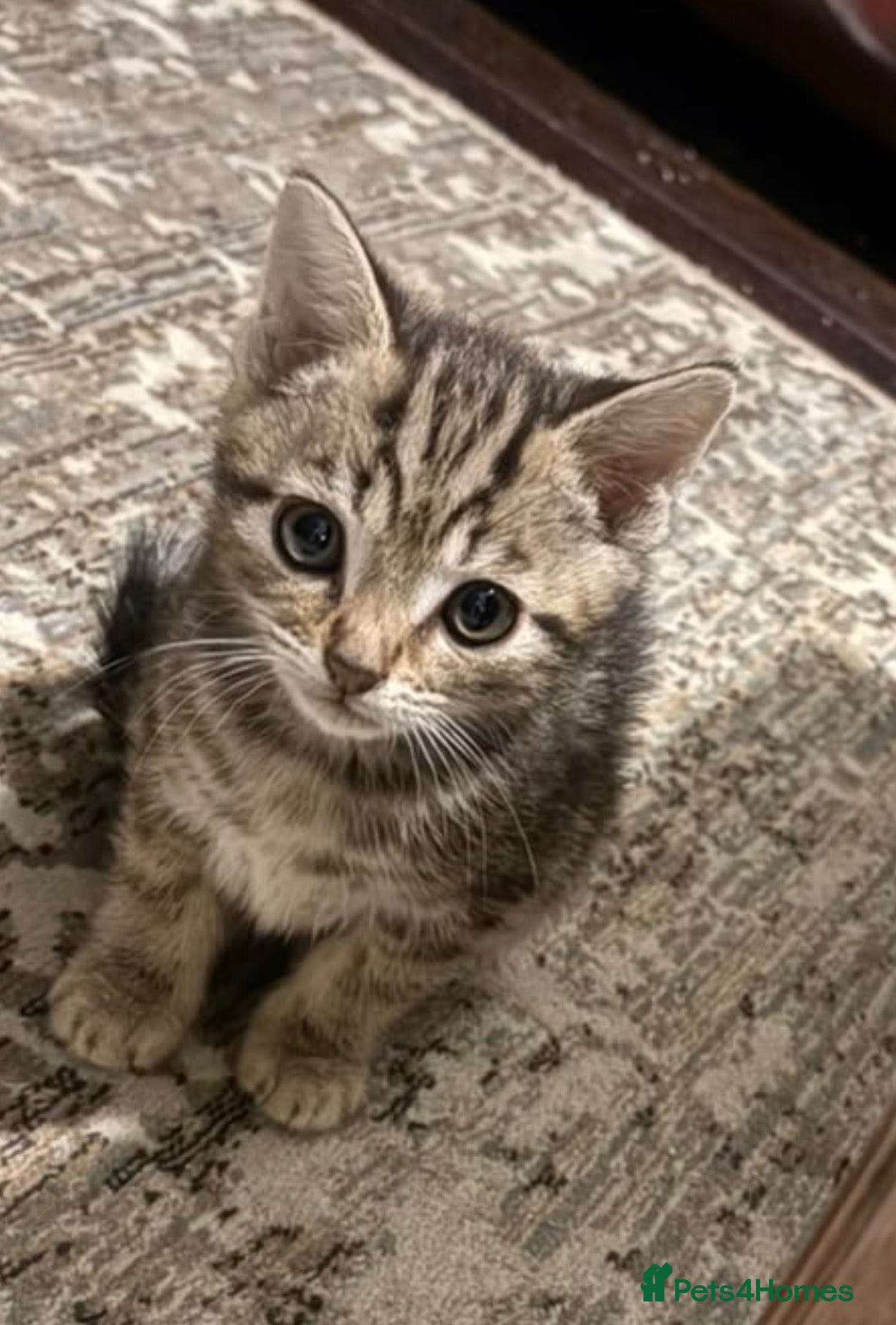 Mixed Breed cats Beautiful friendly tabby kittens  - Advert 9