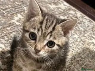 Mixed Breed cats Beautiful friendly tabby kittens - Advert 9