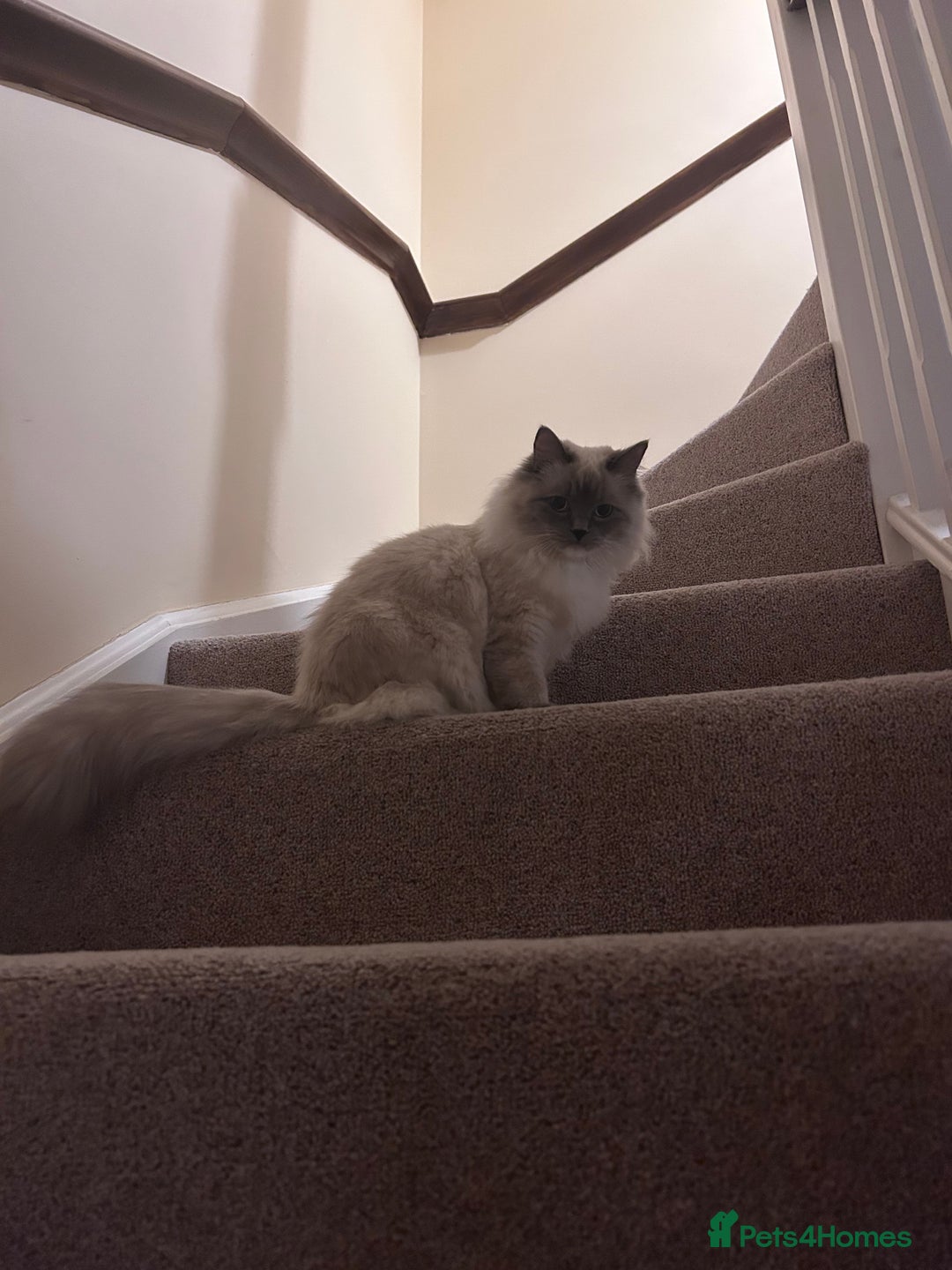 Ragdoll cats for sale: 3 Year Old Beautiful Female Ragdoll  - Image 11
