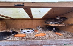 Netherland Dwarf rabbits for sale: 4 baby Netherland dwarf rabbits for sale £50 each  - Image 11