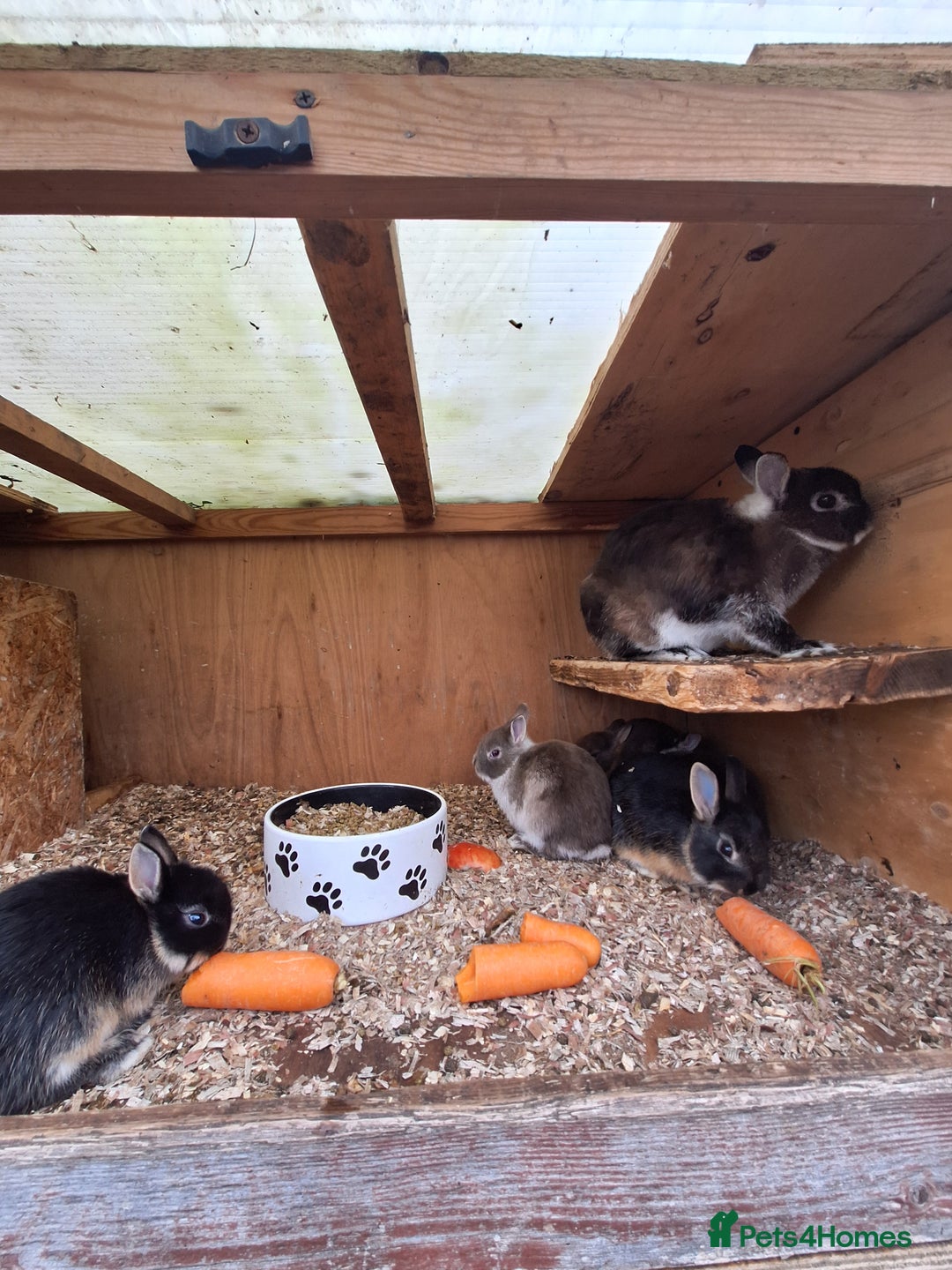 Netherland Dwarf rabbits for sale: 4 baby Netherland dwarf rabbits for sale £50 each  - Image 11