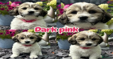 Mixed Breed dogs - Advert 2