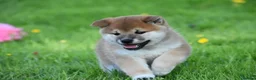 Japanese Shiba Inu dogs for sale: Exceptional Japanese Shiba Inu Puppies - Advert 33