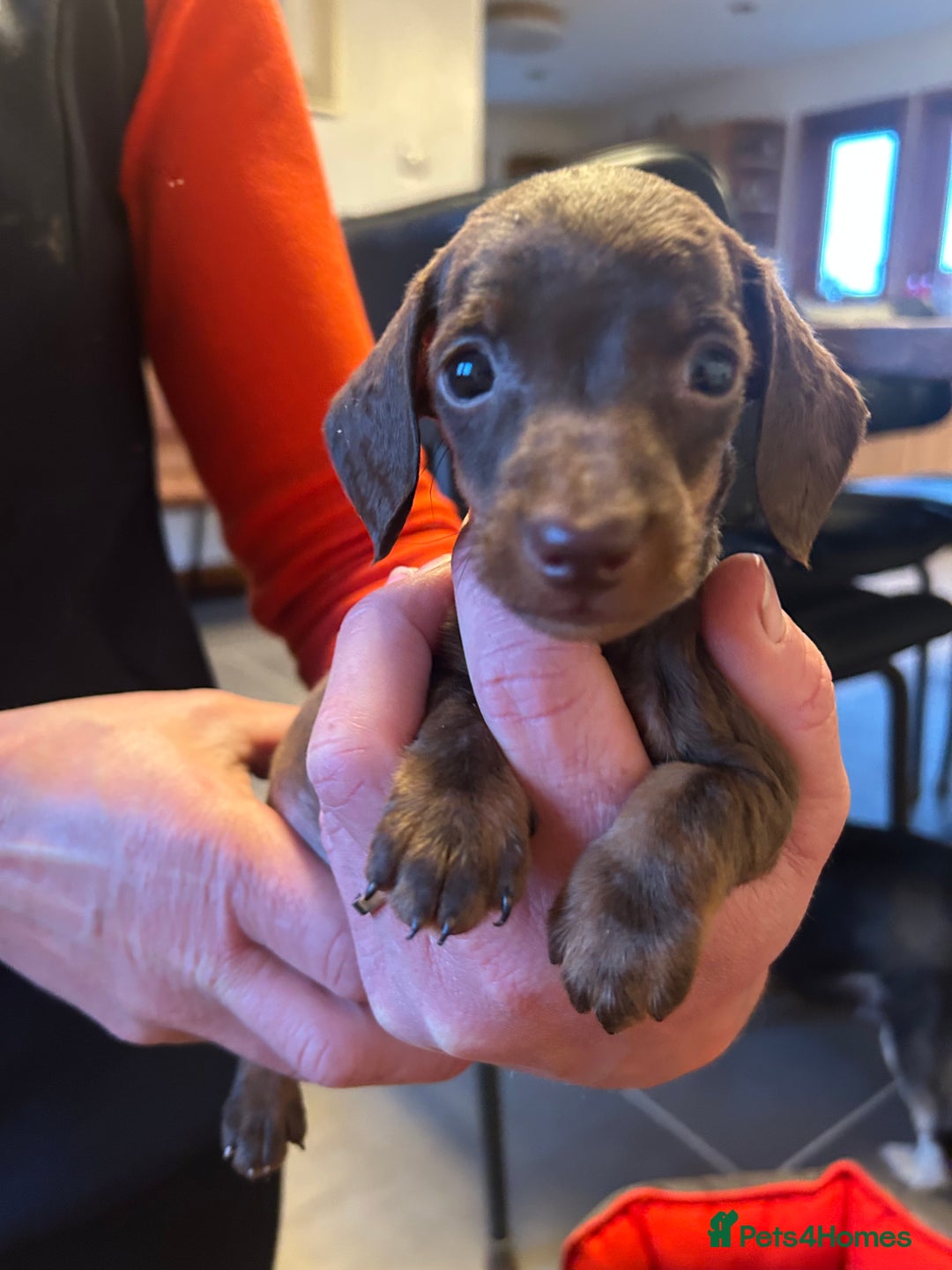 Miniature Dachshund dogs for sale: Miniature Dachshund  - Image 5