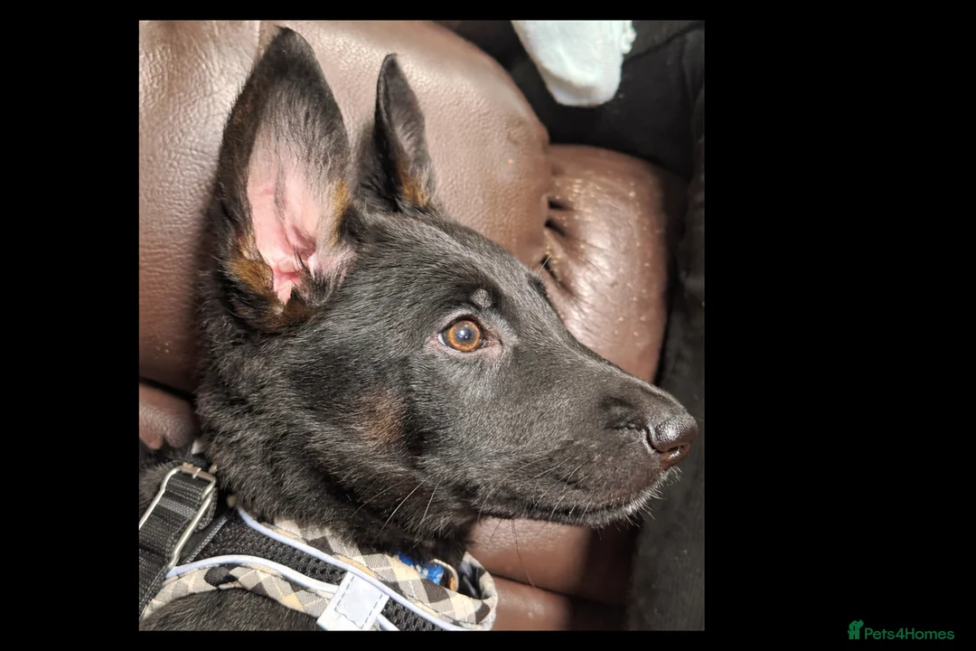 Mixed Breed dogs for sale: Doberman x Malinois x German Shepherd Puppies  - Advert 1