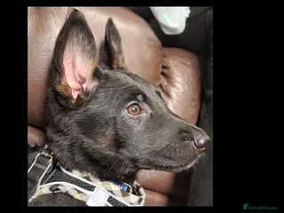 Mixed Breed dogs Doberman x Malinois x German Shepherd Puppies - Advert 4