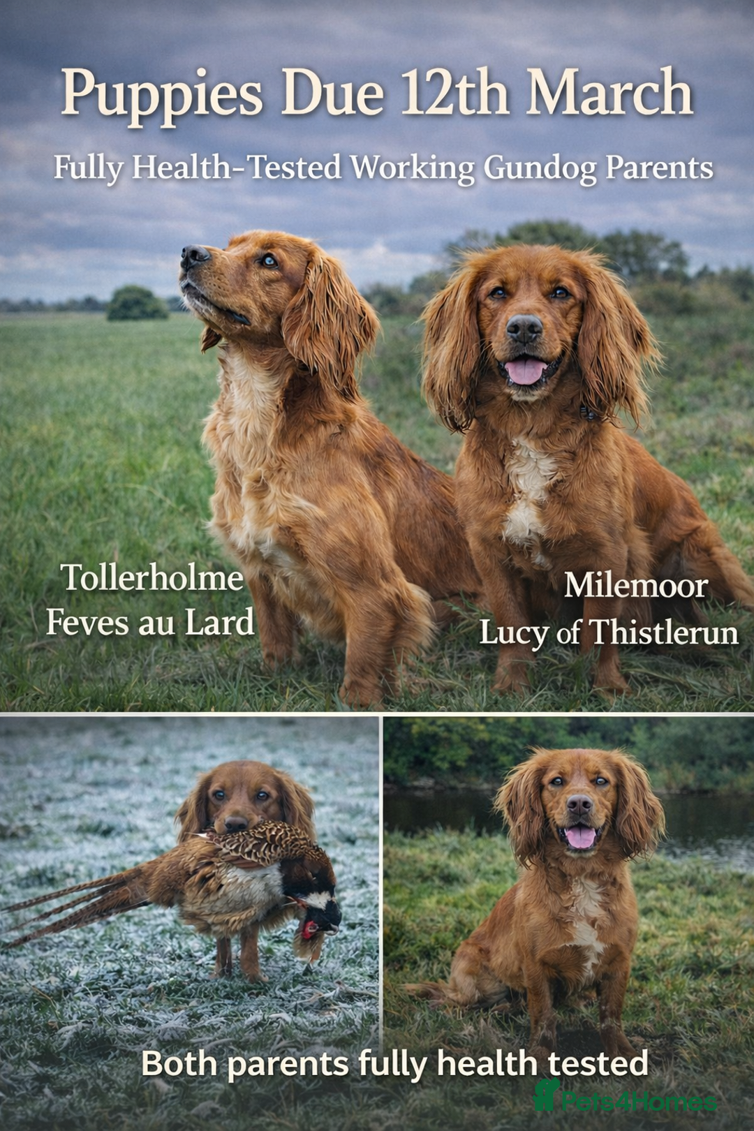 Cocker Spaniel dogs for sale: Cocker Spaniel litter PENDING  - Advert 1