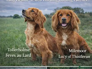 Cocker Spaniel dogs Cocker Spaniel litter PENDING - Advert 9