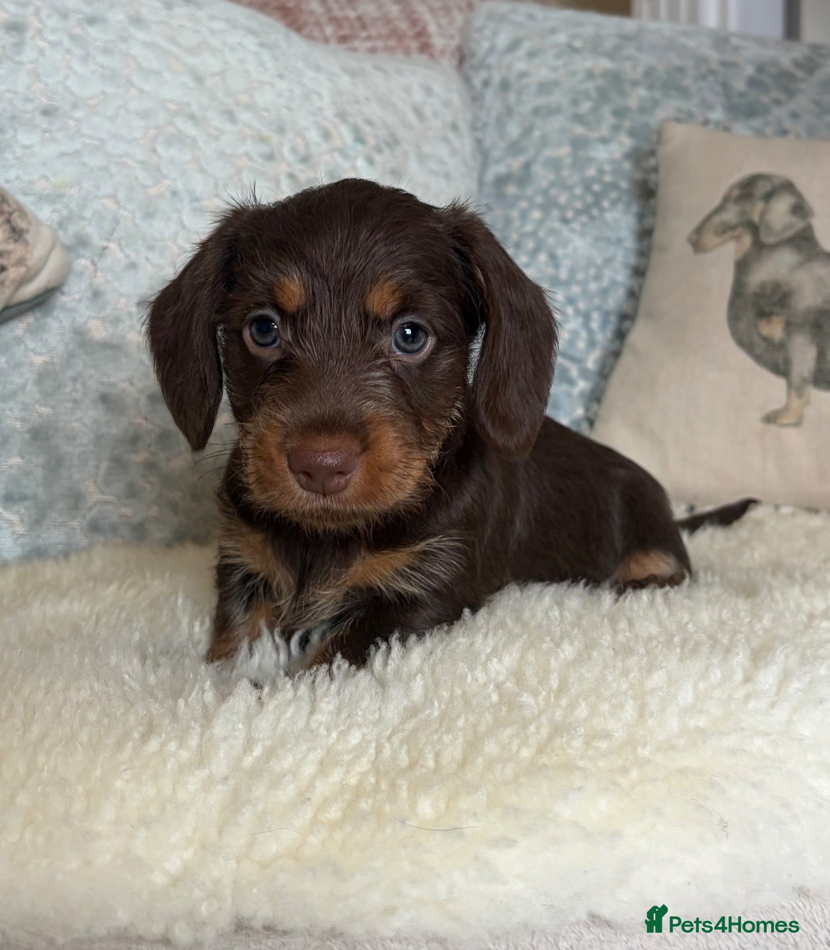 Dachshund dogs for sale: CHOC/TAN GIRL  - Wire haired miniature dachsunds - Advert 1