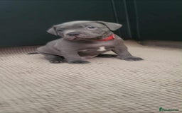 Staffordshire Bull Terrier dogs for sale: Staffordshire Bull Terrier Puppies- Ready Soon! - Image 7