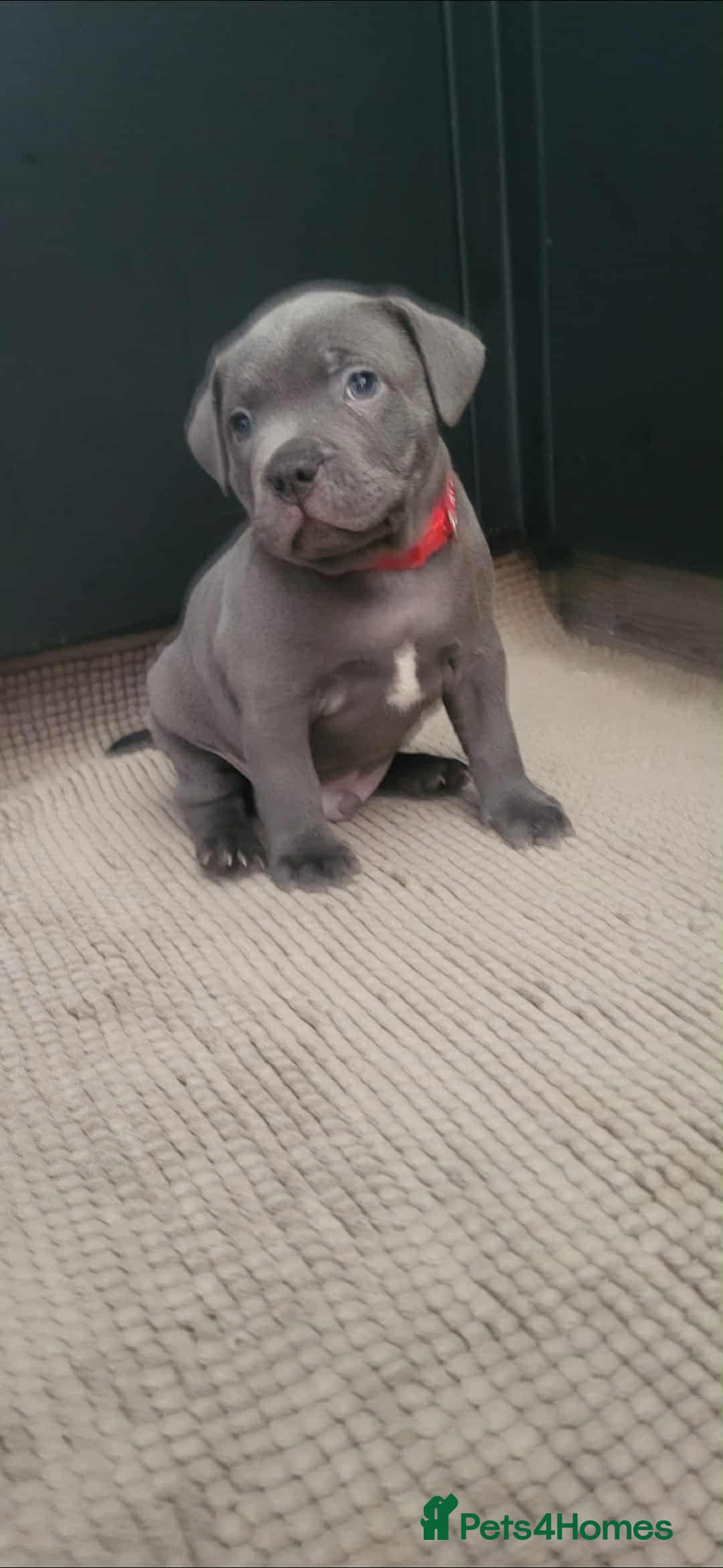 Staffordshire Bull Terrier dogs for sale: Staffordshire Bull Terrier Puppies- Ready Soon! - Image 7