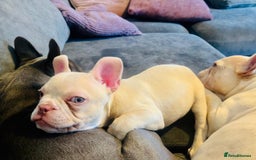 French Bulldog dogs for sale: Ebou x from highly tested Parents - Image 9