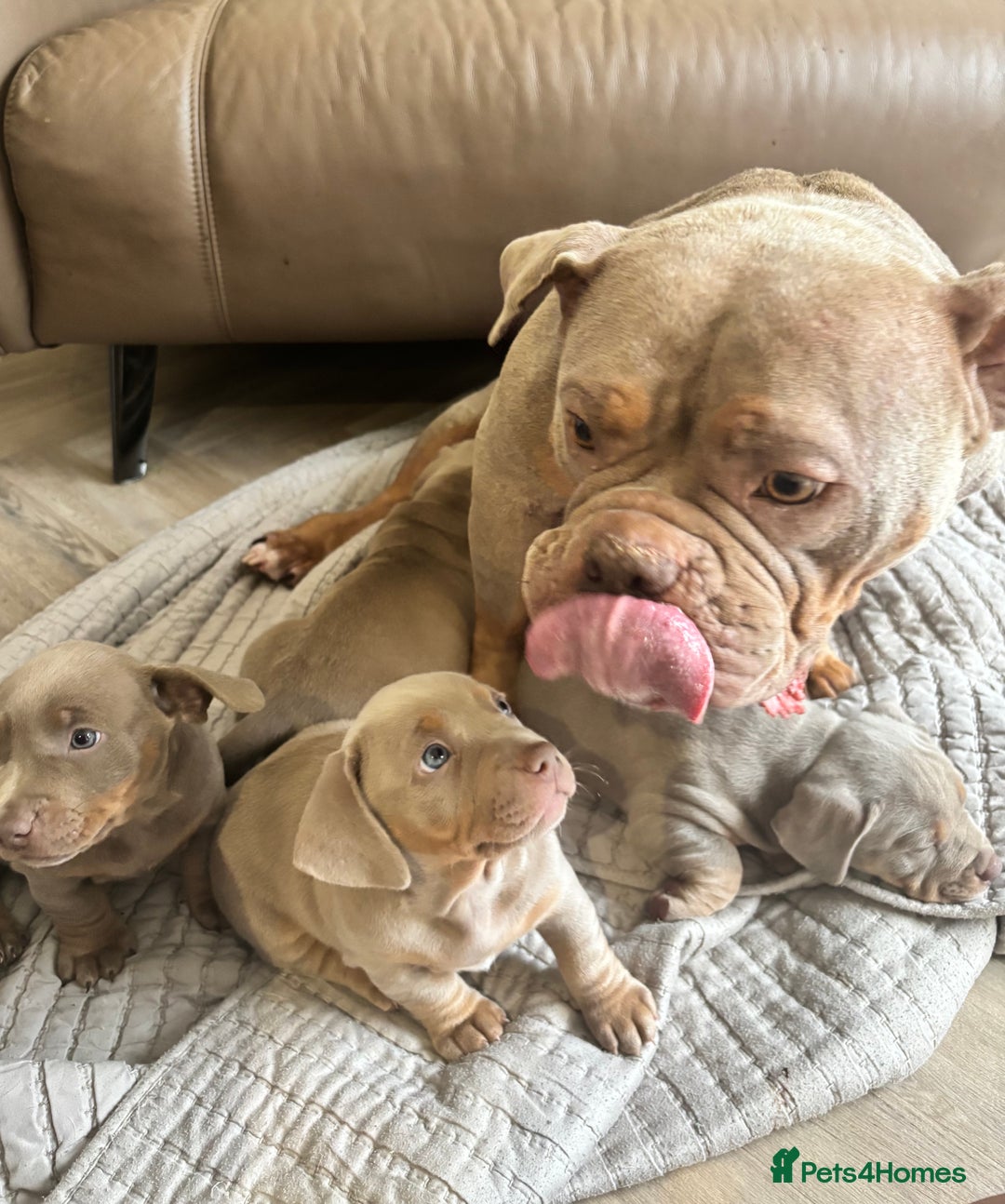 American Bully dogs for sale: ABKC pocket bullys lilac tri - Image 8