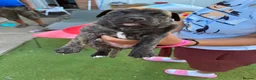 Staffordshire Bull Terrier dogs for sale: Stafford bull terrier puppies  - Advert 5