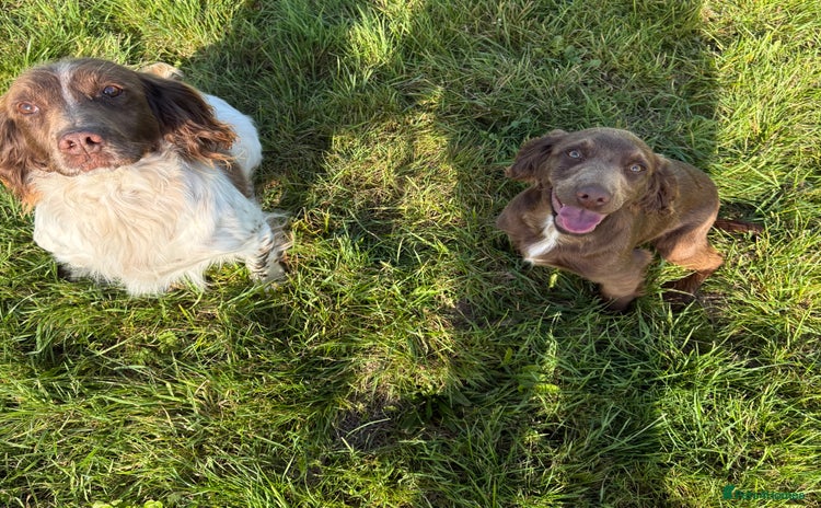 Sprocker dogs - Advert 4