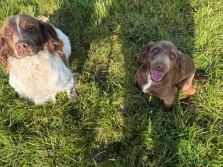 Sprocker dogs - Advert 28