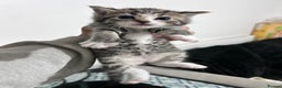 Domestic Shorthair cats for sale: 4 Bengal/tabby kittens  - Advert 5